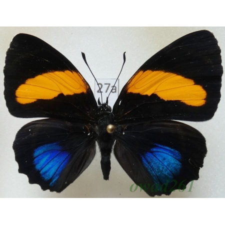 Callicore lyca aegina (C. & R. Felder, 1861) Peru27a